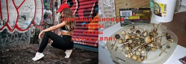 шишки Горняк